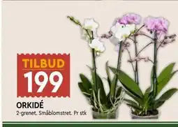 Coop Mega ORKIDÉ tilbud