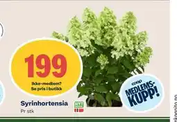 Coop Mega Syrinhortensia, Medlemspris tilbud