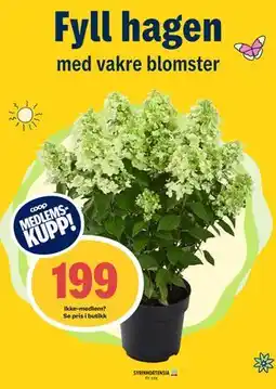 Coop Prix SYRINHORTENSIA, Medlemspris tilbud