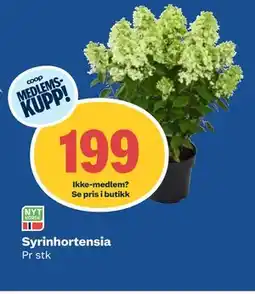 Coop Obs Syrinhortensia, Medlemspris tilbud