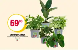 Coop Extra Grønne planter tilbud