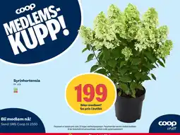 Coop Extra Syrinhortensia tilbud