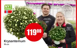 Eurospar Krysantemum tilbud