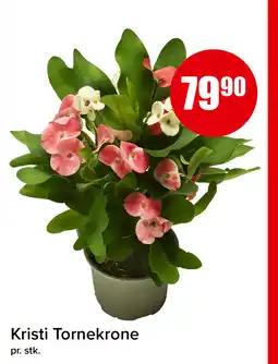 Eurospar Kristi Tornekrone tilbud