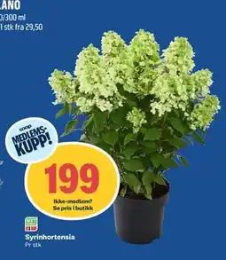 Coop Obs Syrinhortensia, Medlemspris tilbud