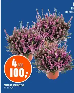 Coop Obs CALLUNA STAUDELYNG tilbud