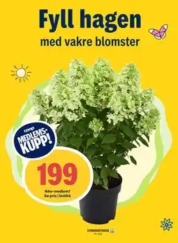 Coop Prix SYRINHORTENSIA, Medlemspris tilbud