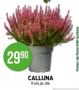 Kiwi CALLUNA tilbud