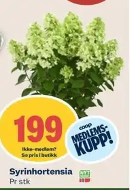 Coop Mega Syrinhortensia tilbud