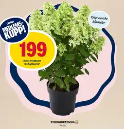 Coop Marked Syrinhortensia tilbud