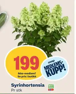 Coop Mega Syrinhortensia, Medlemspris tilbud