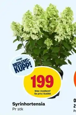 Coop Obs Syrinhortensia tilbud
