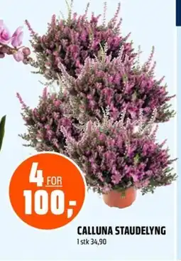 Coop Obs CALLUNA STAUDELYNG tilbud