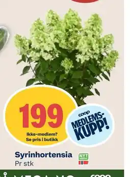 Coop Mega Syrinhortensia, Medlemspris tilbud