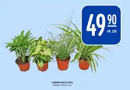 Rema 1000 Grønnplante miks tilbud