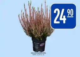 Rema 1000 Calluna garden girl tilbud