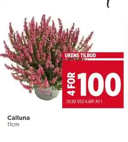 Meny Calluna tilbud