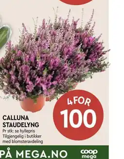 Coop Mega CALLUNA STAUDELYNG tilbud