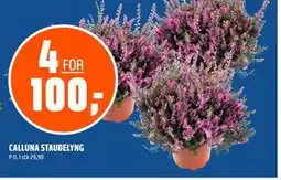 Coop Obs CALLUNA STAUDELYNG tilbud