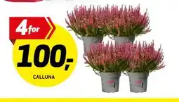 Bunnpris CALLUNA tilbud