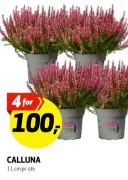 Bunnpris Calluna tilbud