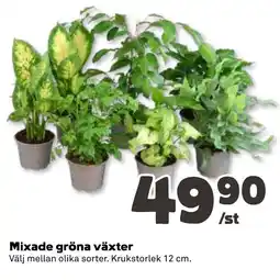 Stora Coop Mixade gröna växter tilbud