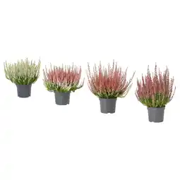 IKEA Calluna Potteplante, lyng/flere farger, 13 cm tilbud