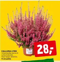 jem & fix CALLUNA LYNG tilbud