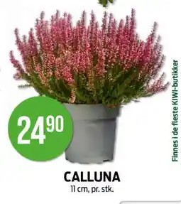 Kiwi CALLUNA tilbud