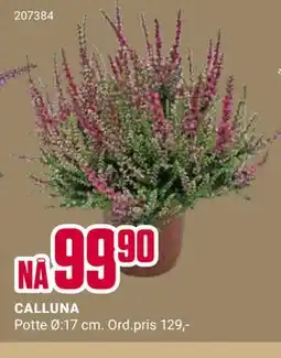 Europris CALLUNA tilbud