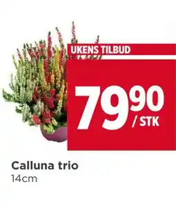 Meny Calluna trio tilbud