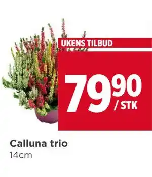 Calluna trio