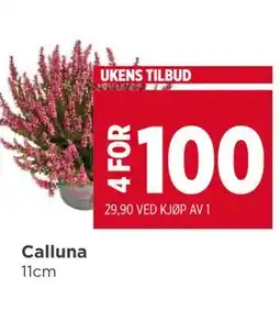 Meny Calluna tilbud