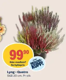 Coop Mega Lyng - Quatro, Medlemspris tilbud