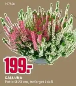 Europris Calluna tilbud