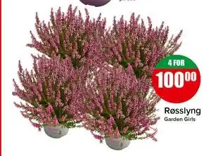 Spar Røsslyng tilbud