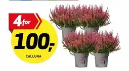 Bunnpris CALLUNA tilbud