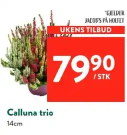 Jacobs Calluna trio tilbud