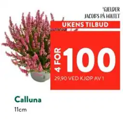 Jacobs Calluna tilbud