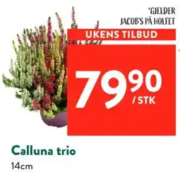 Jacobs Calluna trio tilbud
