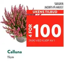 Jacobs Calluna tilbud