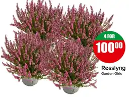 Spar Røsslyng Garden Girls tilbud
