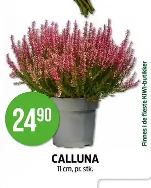 Kiwi CALLUNA tilbud