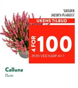 Jacobs Calluna tilbud