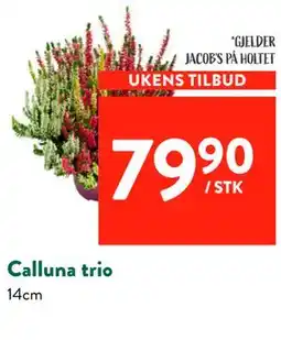 Jacobs Calluna trio tilbud