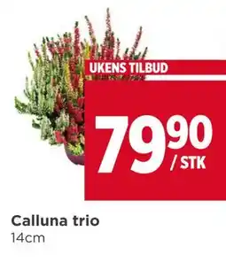 Meny Calluna trio tilbud