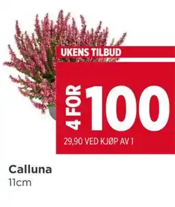 Meny Calluna tilbud