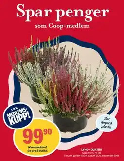 Matkroken LYNG - QUATRO, Medlemspris tilbud