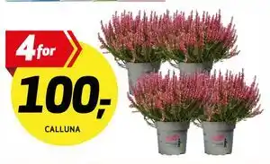 Bunnpris CALLUNA tilbud