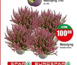 Spar Røsslyng tilbud